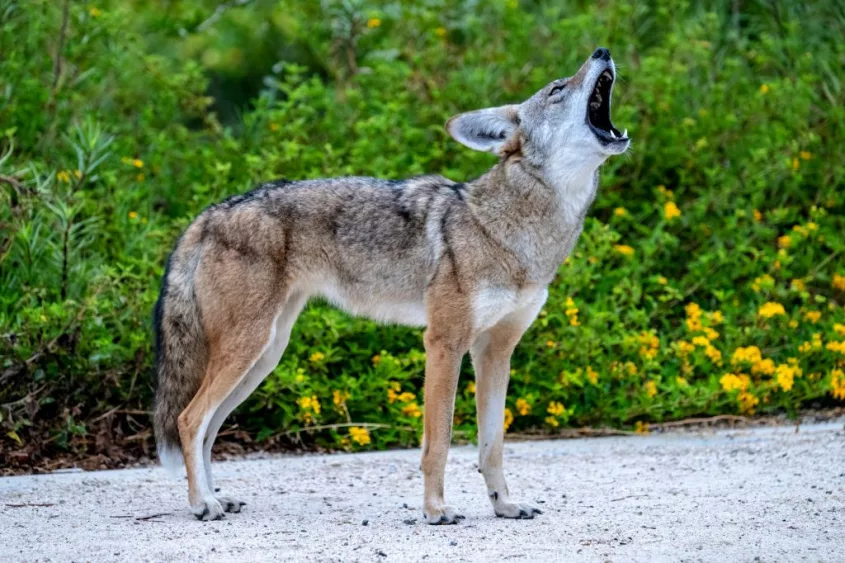 coyotes-make-themselves-at-home-along-a-neighborhood-trail