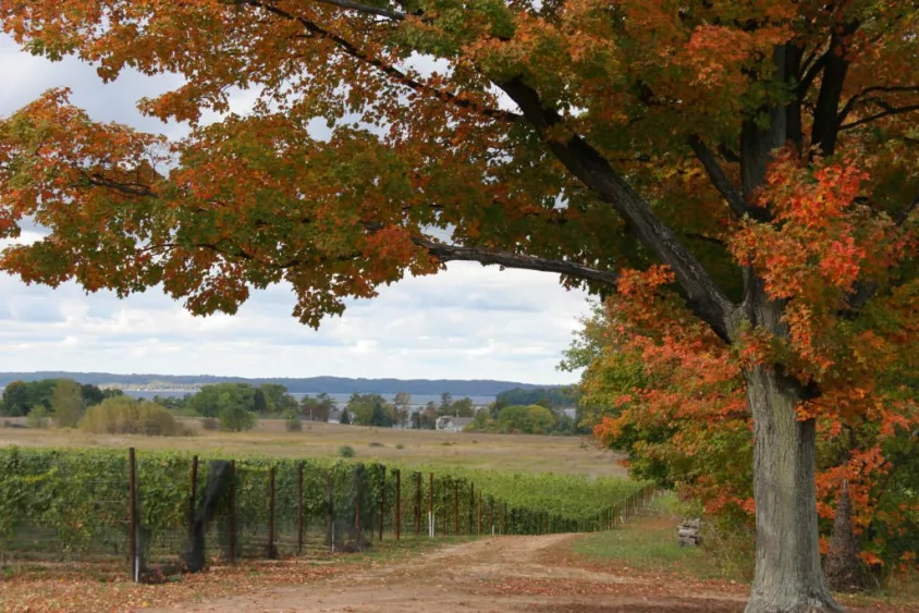 bowers-harbor-vineyards