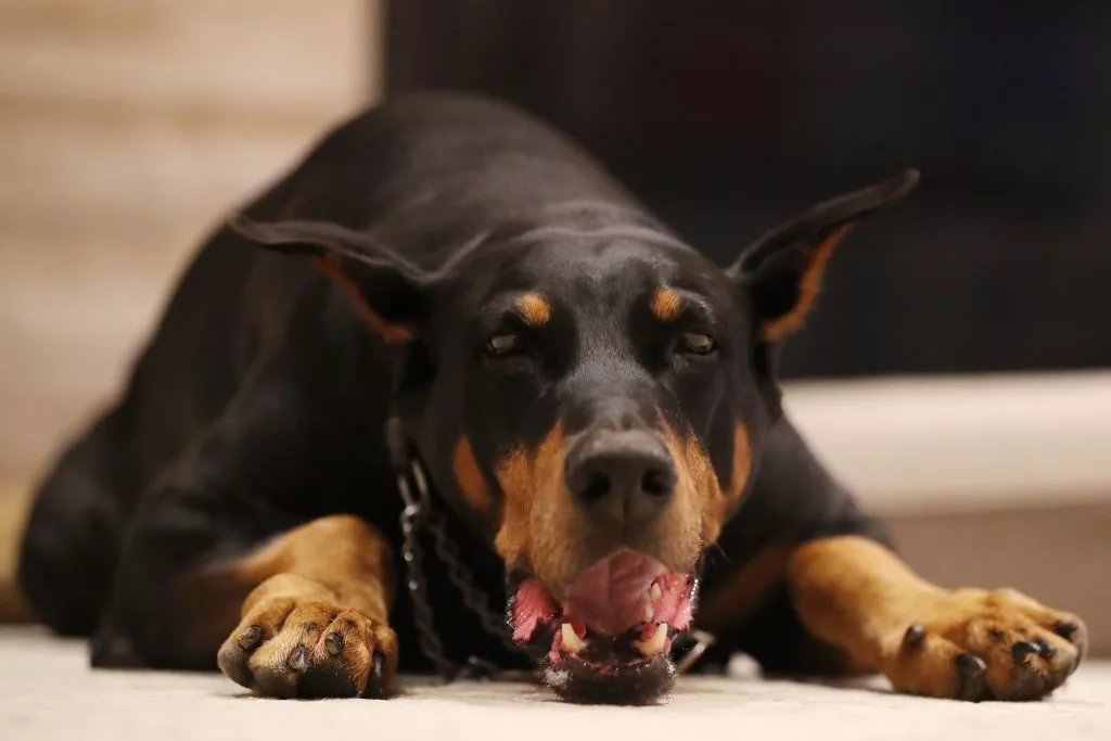 doberman