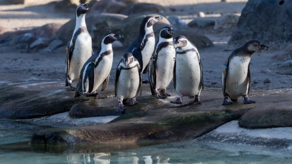 annual-stock-take-at-london-zoo