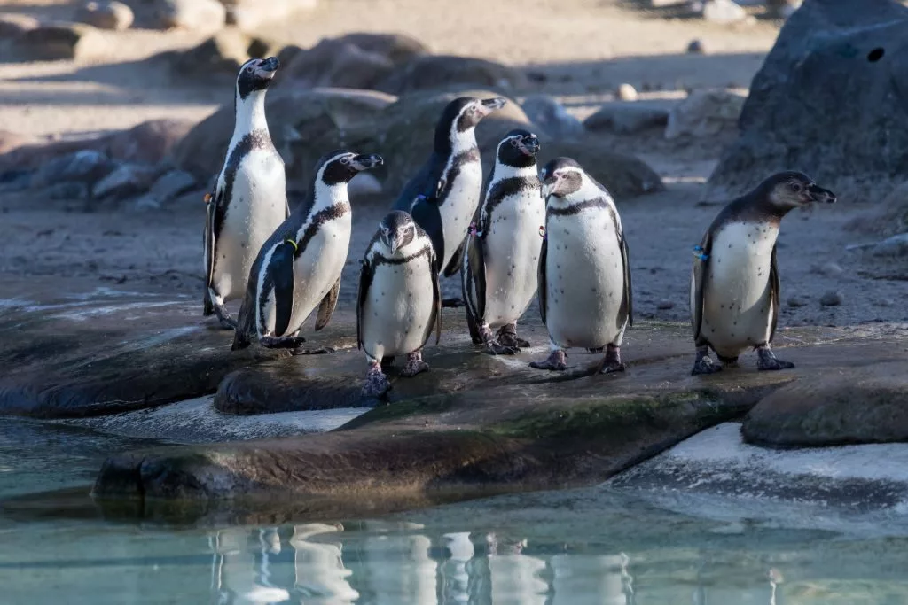 annual-stock-take-at-london-zoo