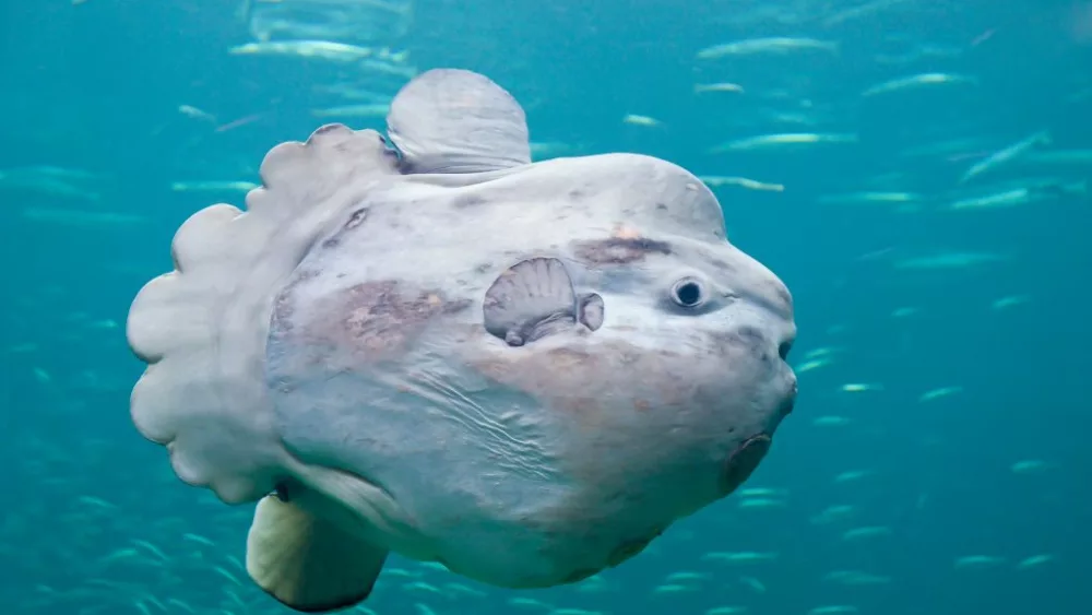 the-sunfish