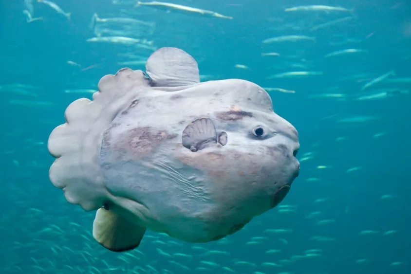 the-sunfish