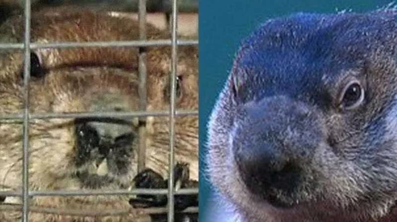 groundhog-day-head-to-head-1517495626656816