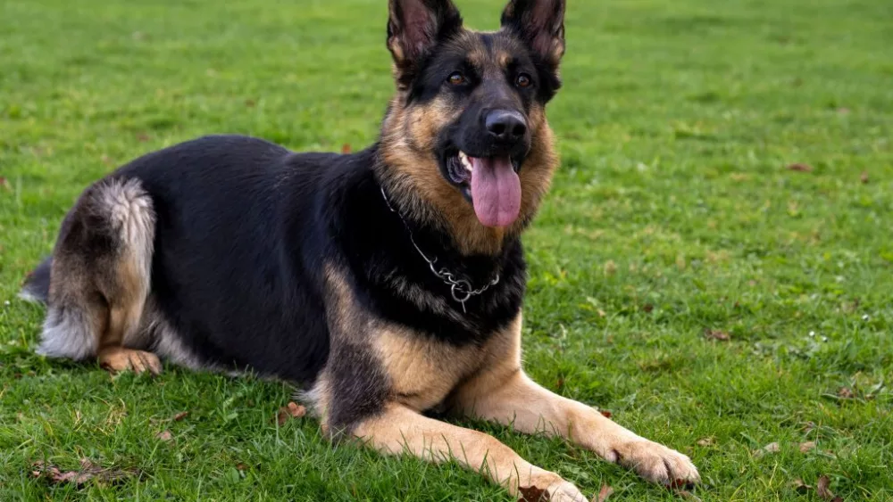 125-years-of-the-german-shepherd-dog