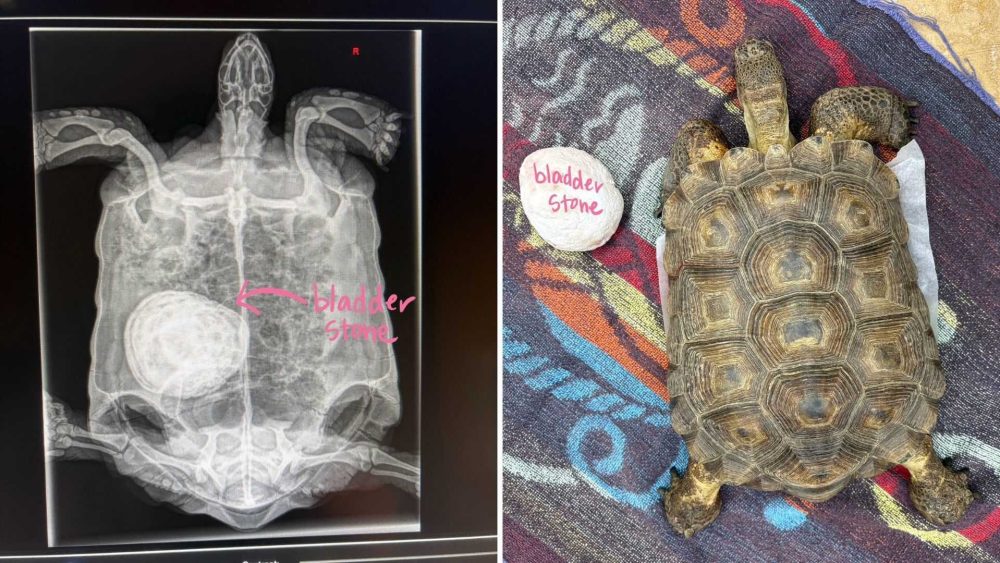 Turtle treated for ‘baseball-sized’ bladder stone at animal hospital