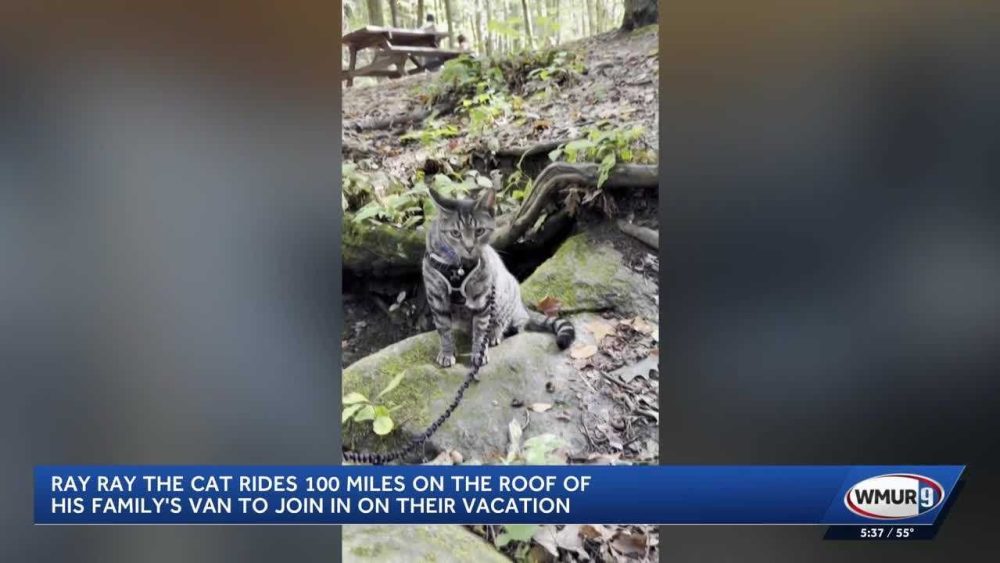 Ray Ray the cat rides 100 miles on family’s van to join in on their vacation to NH