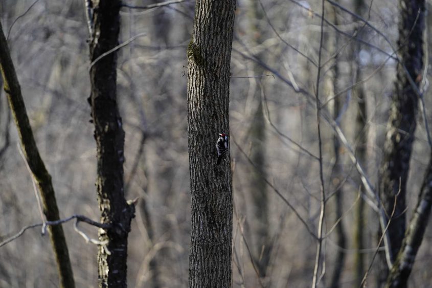 Winter weather: No, your trees aren’t going to ‘explode’ during extreme cold