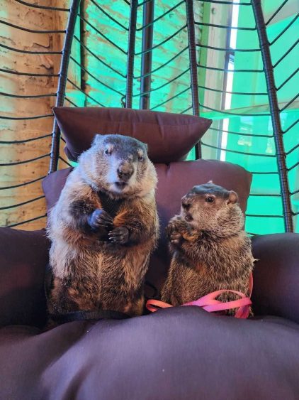 Meet Pennsylvania’s other weather-predicting groundhogs