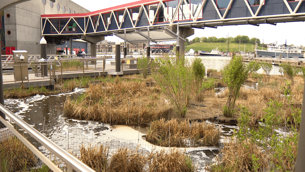 National Aquarium’s Harbor Wetland offers new tours