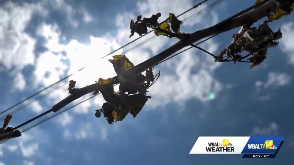 Overnight frost damages grapevines at vineyards across Baltimore region