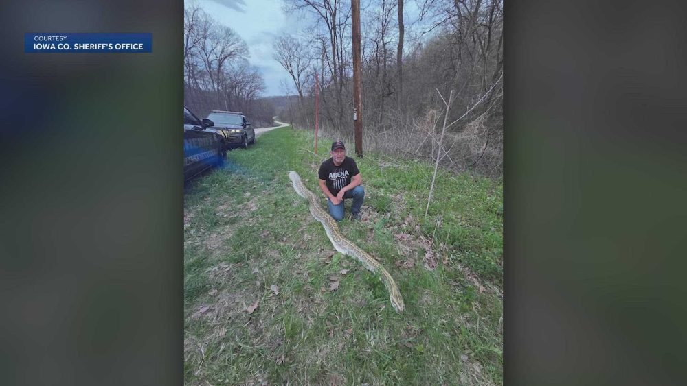 Massive dead snake found along side of a Wisconsin highway. It’s not native to the area.