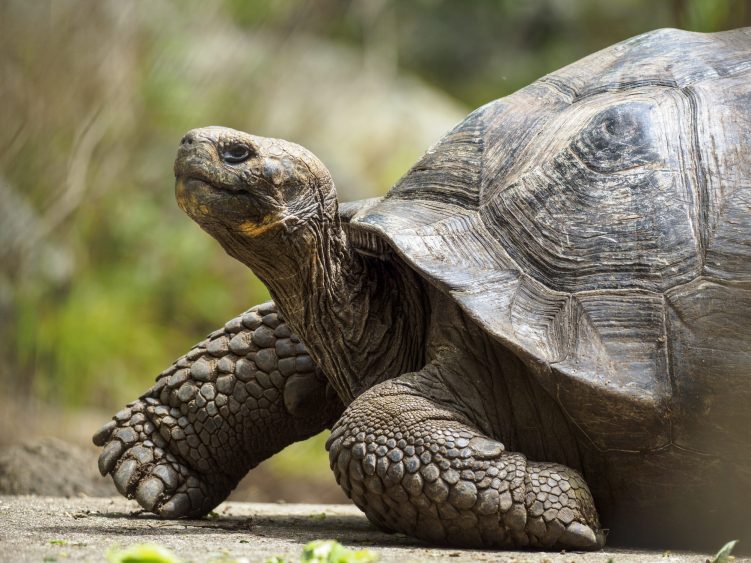 194-year-old Jonathan the tortoise named Guinness World Records Icon