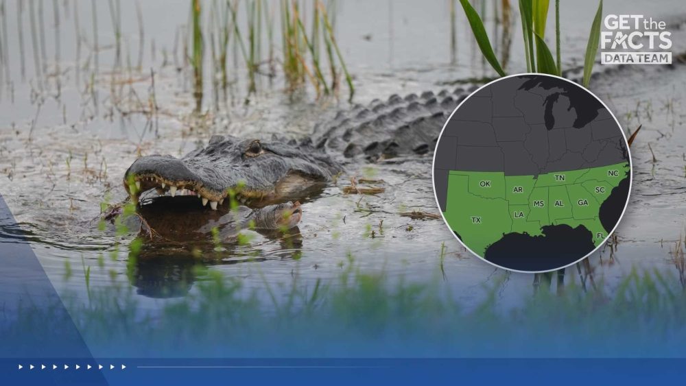 Tracking alligator attacks: Here’s which states are home to the apex predator