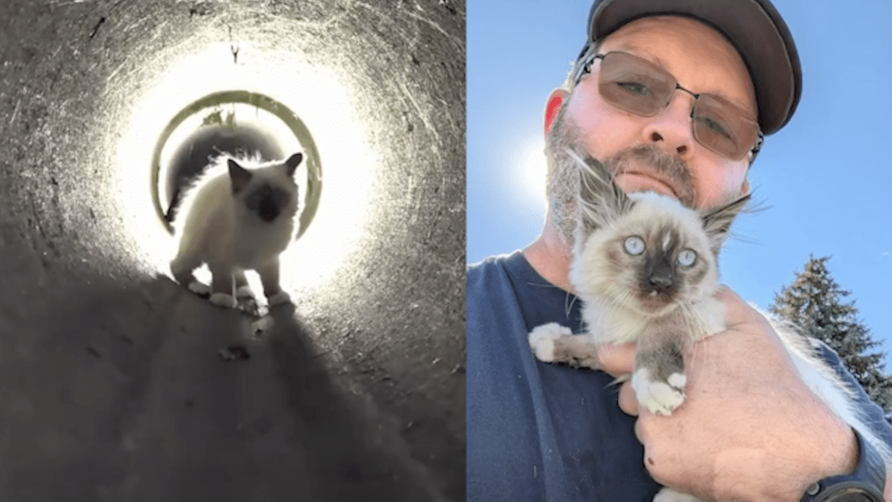 Custom Crawler Rescues Kitten From Utah Drain Pipe