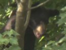 beartree_1626264427812_hpembed_2x1_9922028129