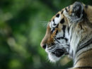 getty_063022_tigercovid