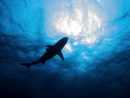 getty_070122_sharkattack