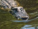 gettyimages_alligators_081522