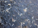 gettyimages_lakemerrittfish_083122
