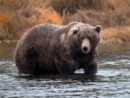 gettyimages_brownbear_092222