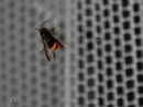 gettyimages_murderhornets_120822