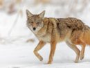 gettyimages_coyote_013123304933
