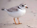 piping-plover-gty-lv-230104