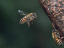 gettyimages_bee_050123310456