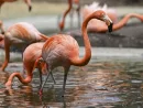 gettyimages_flamingos_090523793246