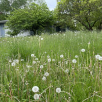tall-grass-weeds-200x20061712-1