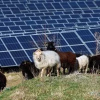 A flock of sheep graze near solar panels at the photovoltaic park installed by Engie in Marcoussis near Paris^ France^ February 12^ 2024.