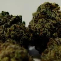 The photo shows a close-up of marijuana buds before they leaf out. (Capitol News Illinois/Andrew Campbell)