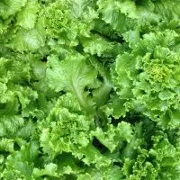 Close-up of fresh green leaf lettuce