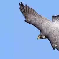 Falcons