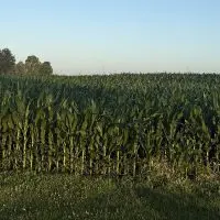 Cornfield