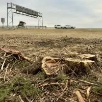 Tree stumps along the US-34 and US-150 corridor in Galesburg^ Illinois^ following IDOT tree removal for prairie restoration.