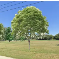 Rendering of planned tree plantings along Maple Avenue at the former Bateman School site in Galesburg^ Illinois