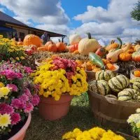 Pumpkins^ gourds and winter squash on hay bales and in bushel baskets beside pots of yellow^ pink and red mums under a blue sky