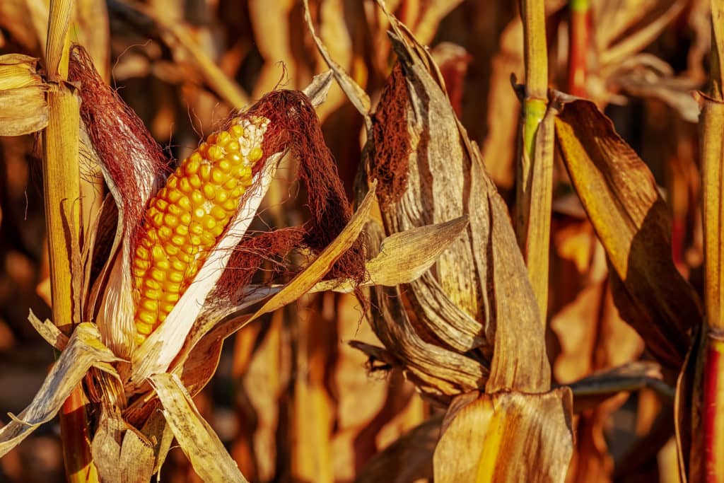 corn-on-the-cob-3664569_1920
