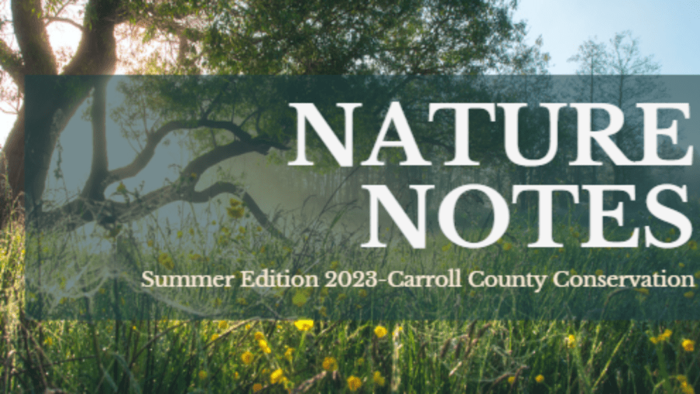 2023-summer-nature-notes-2