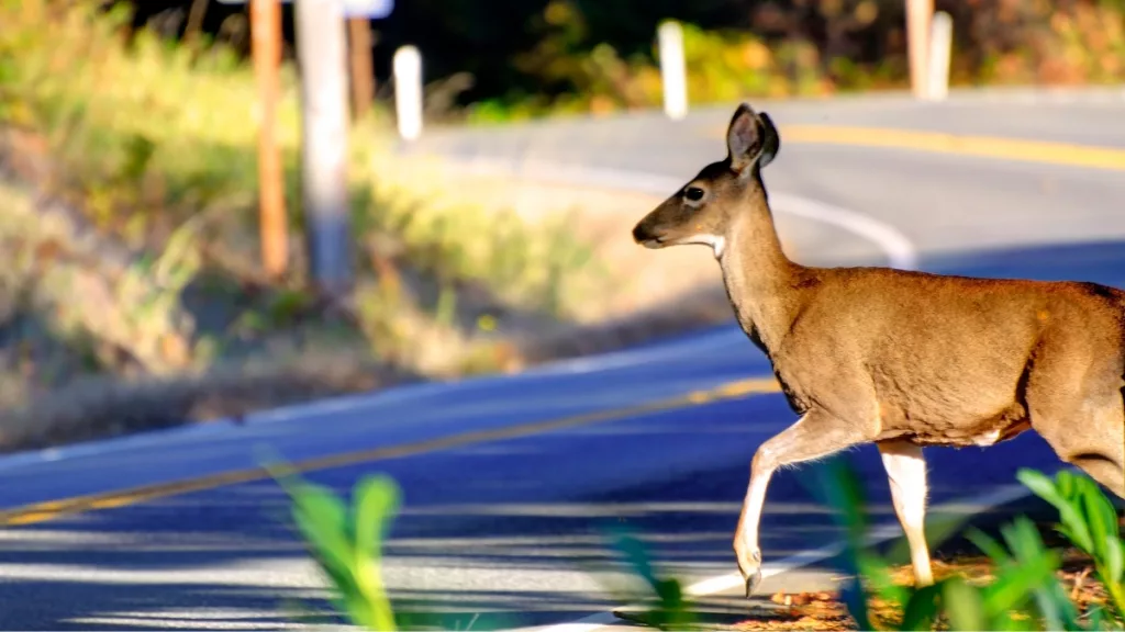 Deer-on-Road