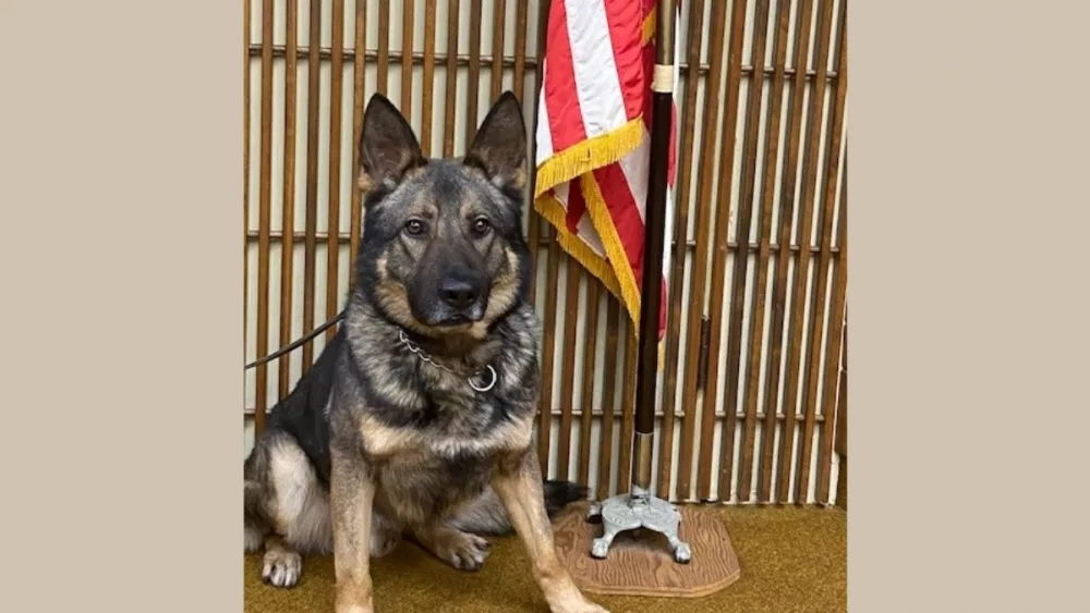 Sac-County-Sheriffs-K9-Remo