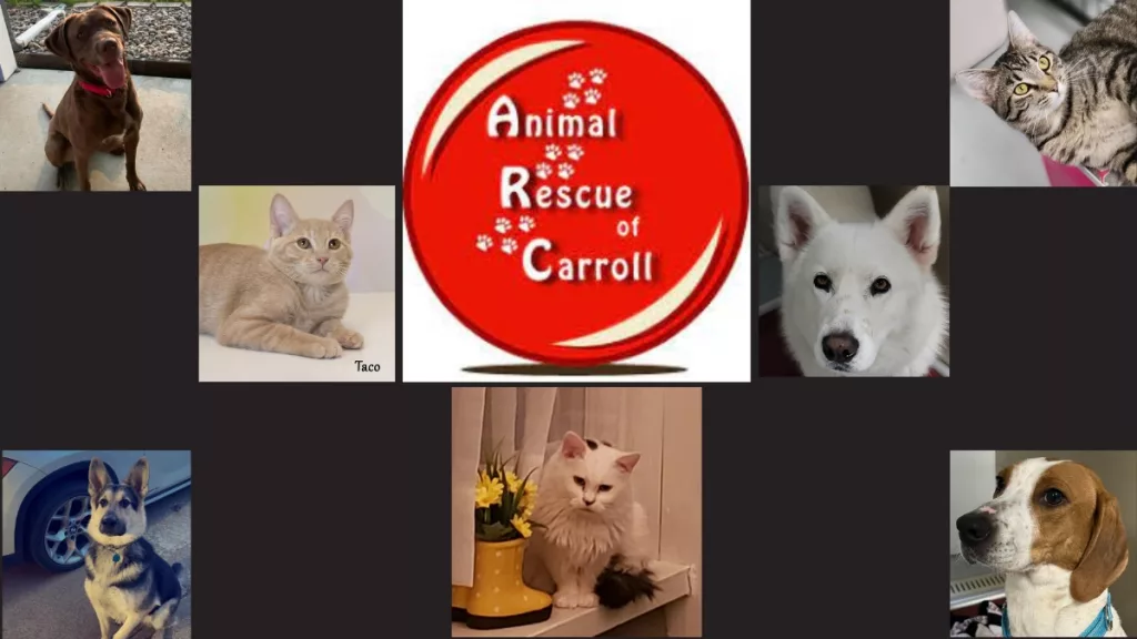 animal-rescue-league-fundraiser