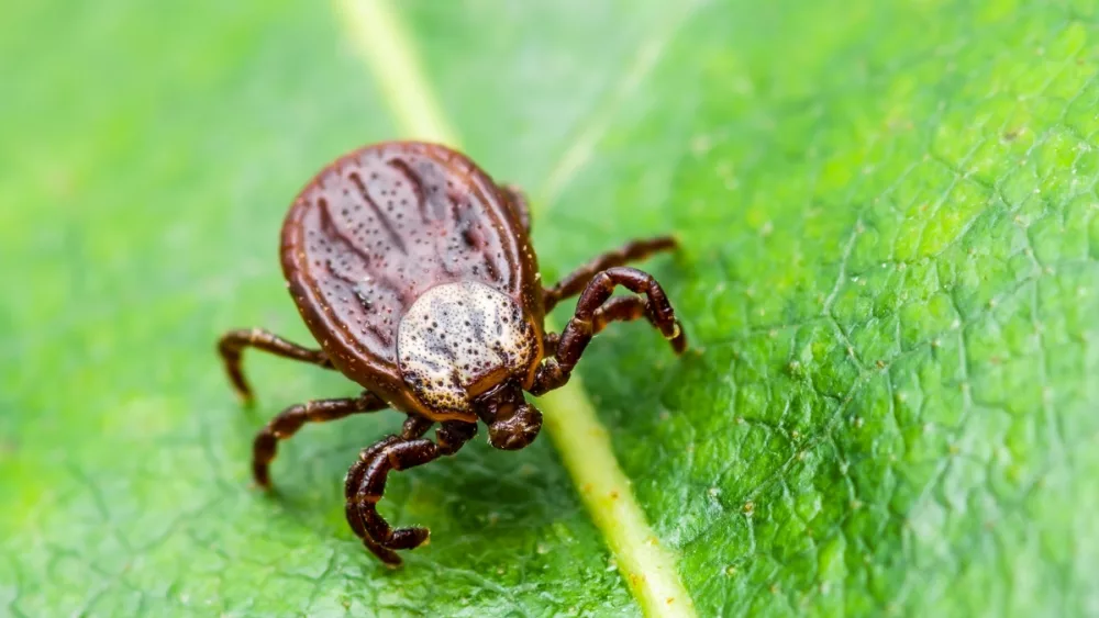 Warmer Weather Brings More Outdoor Activities…And Ticks. Health Officials Offer Tips For Removal, Treatment