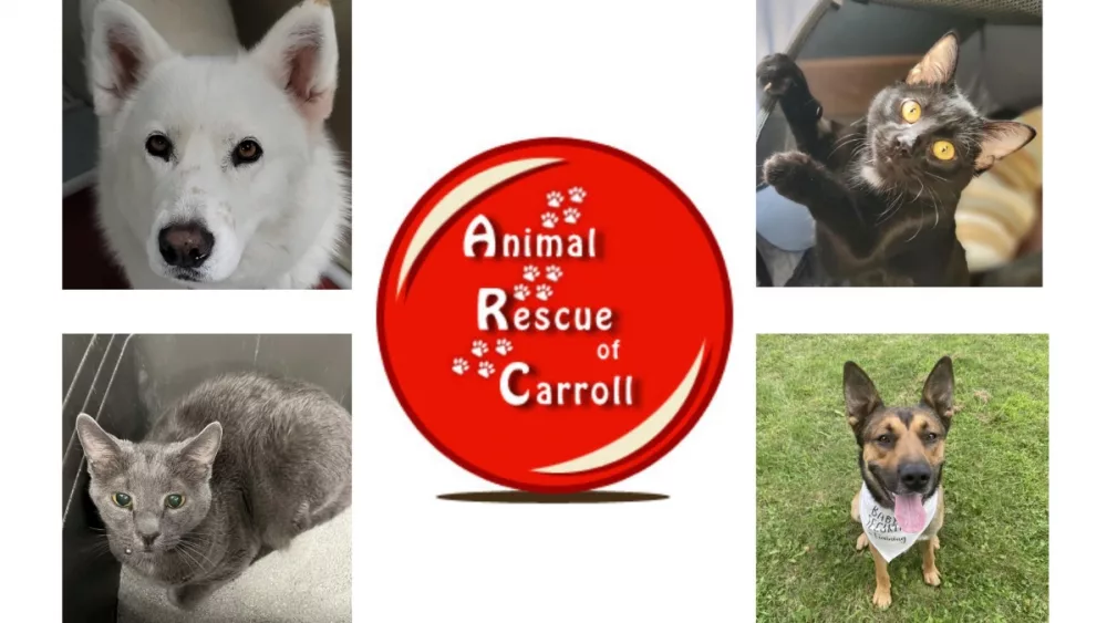 animal-rescue-league-fundraiser-2