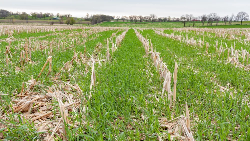 IDALS Increases Cost-Share Incentives For Cover Crop Programs