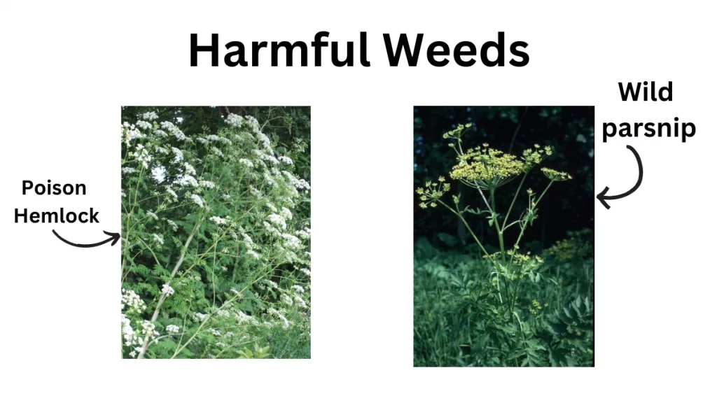 Harmful-Weeds