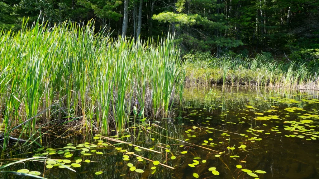 wetland-generic