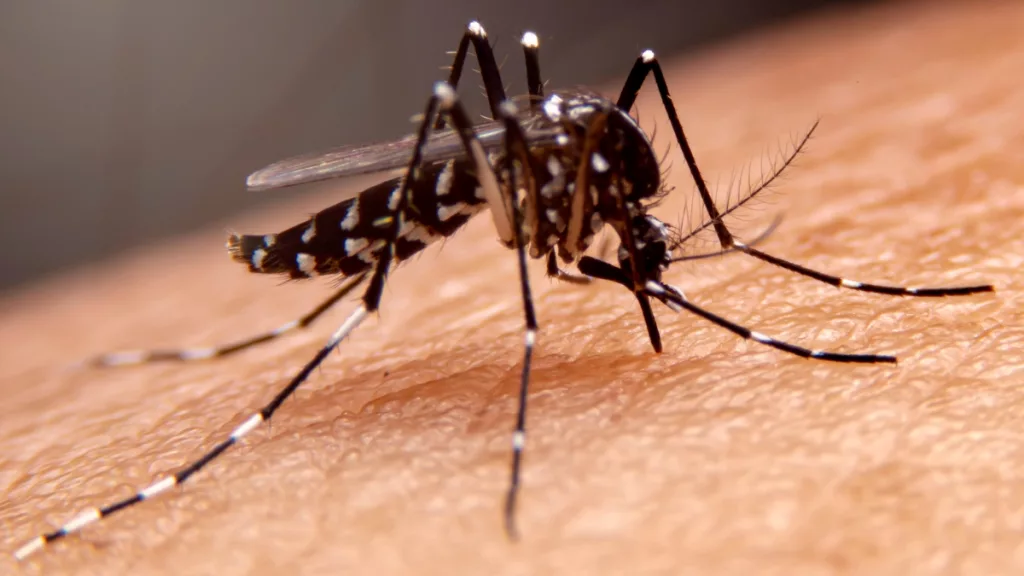 Iowa HHS confirms first human West Nile virus case of 2024 season as summer draws to a close